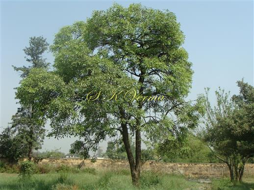  Plant
